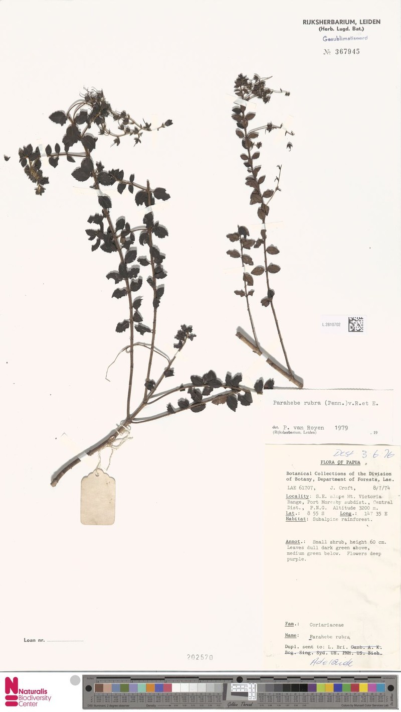 Veronica carminea photo 2