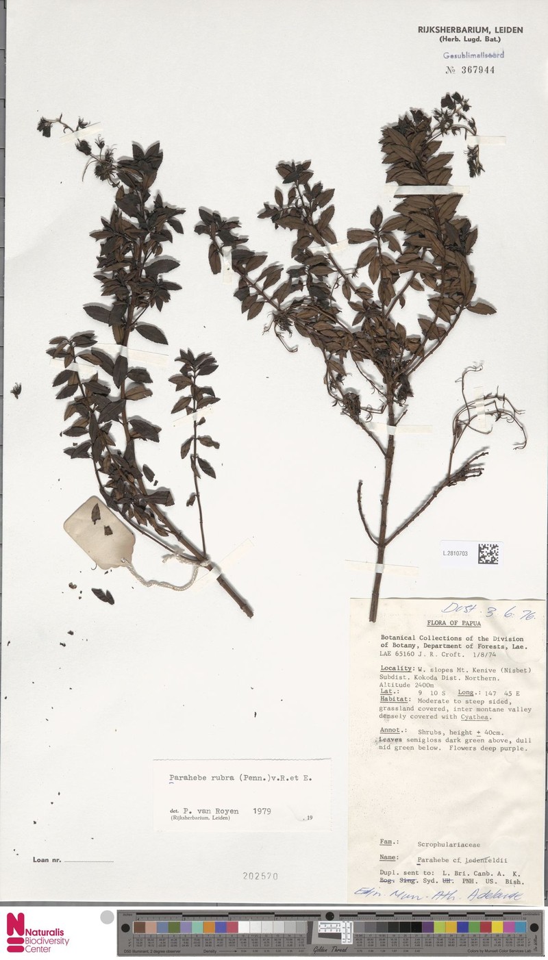 Veronica carminea photo 3