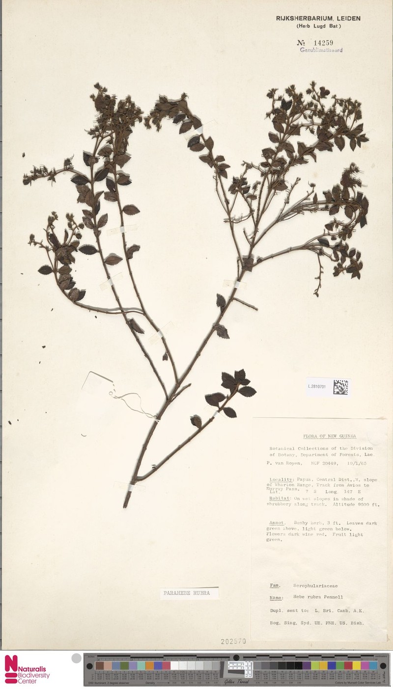 Veronica carminea photo 4