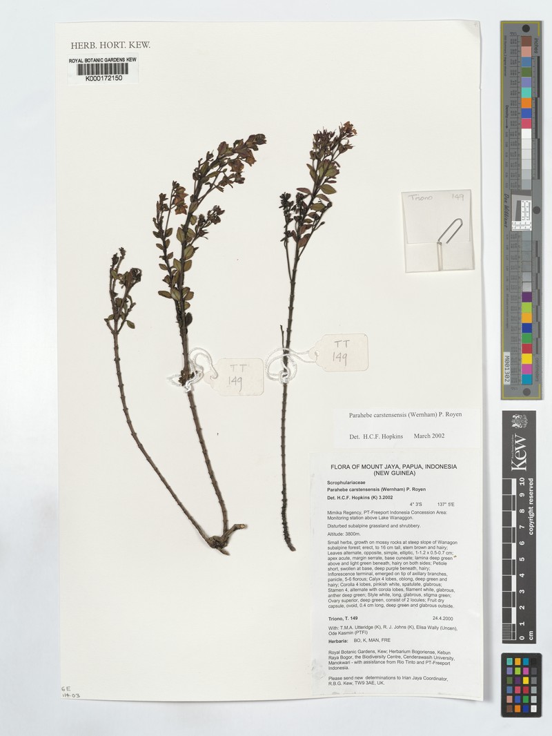 Veronica carstensensis