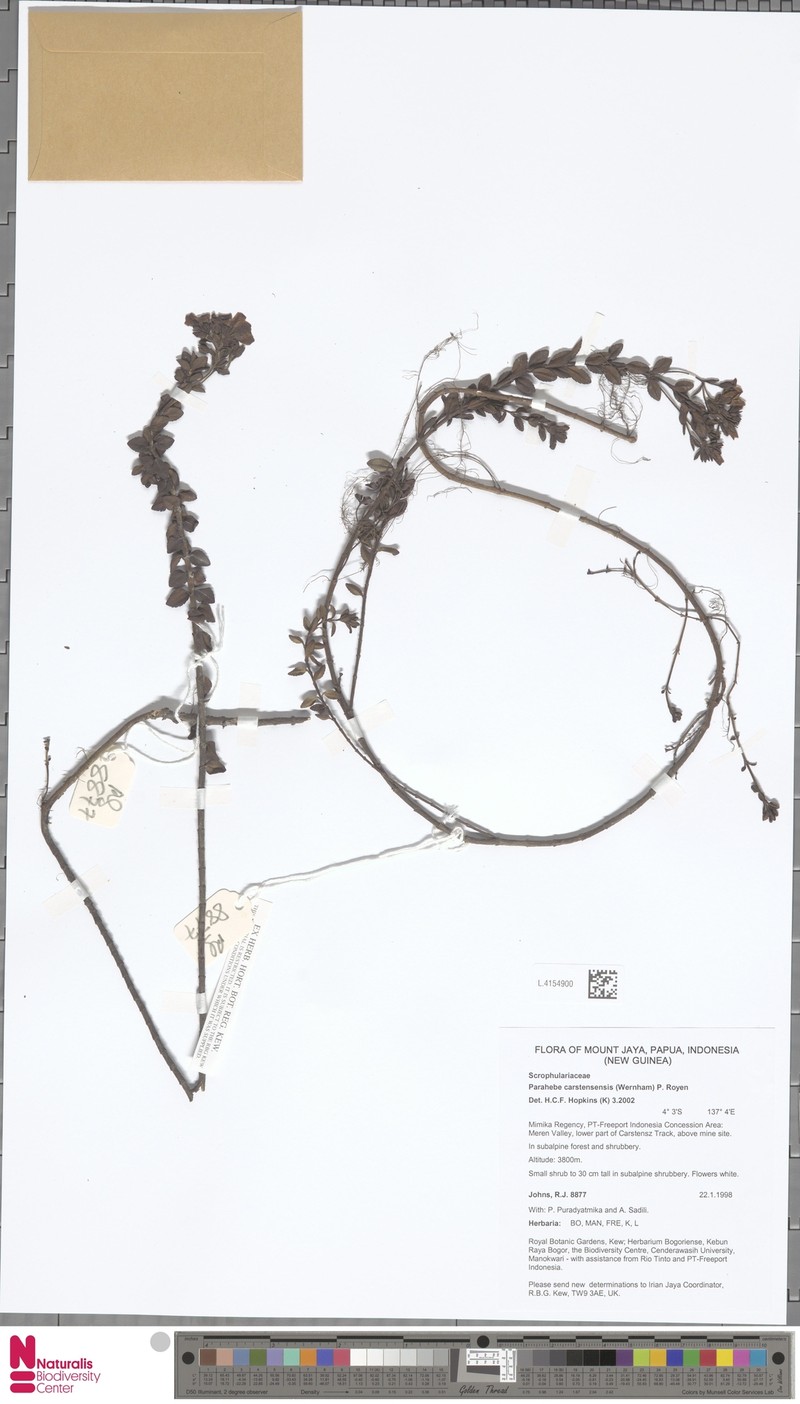 Veronica carstensensis photo 2