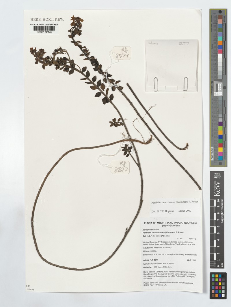 Veronica carstensensis photo 3