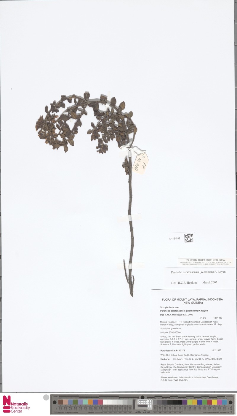 Veronica carstensensis photo 4
