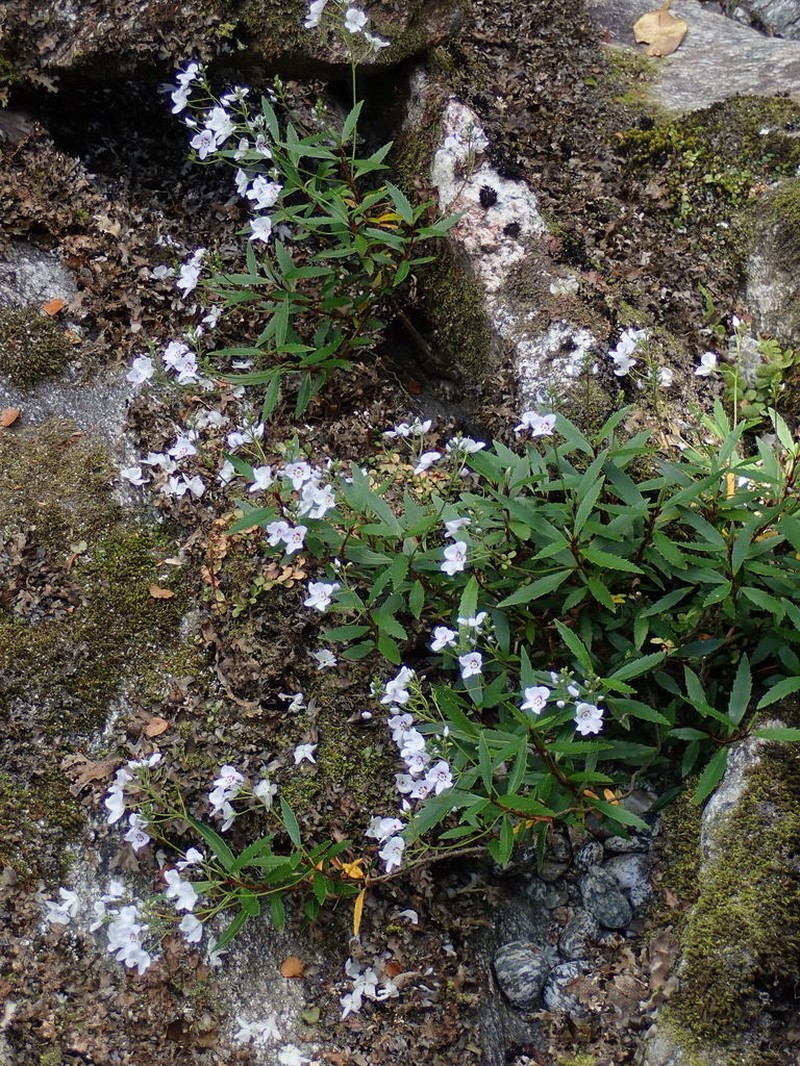Veronica catarractae photo 2