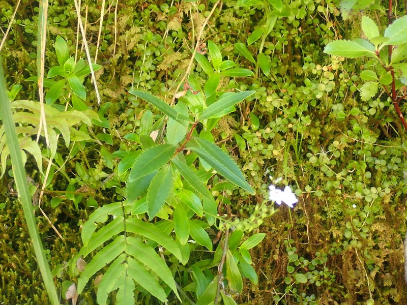 Veronica catarractae photo 3
