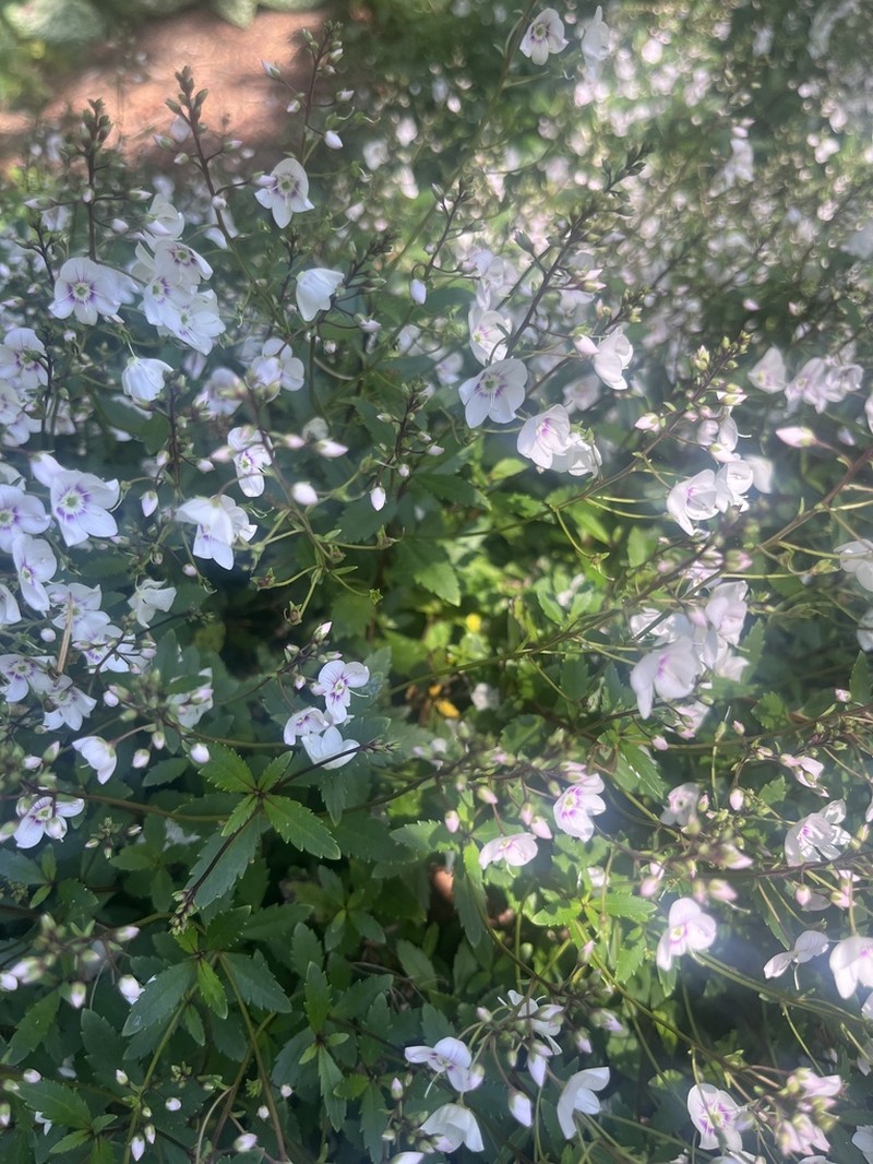 Veronica catarractae photo 4