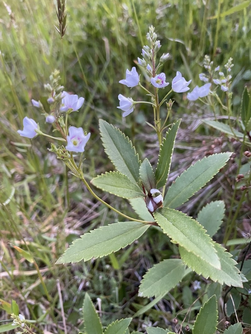 Veronica catarractae photo 5