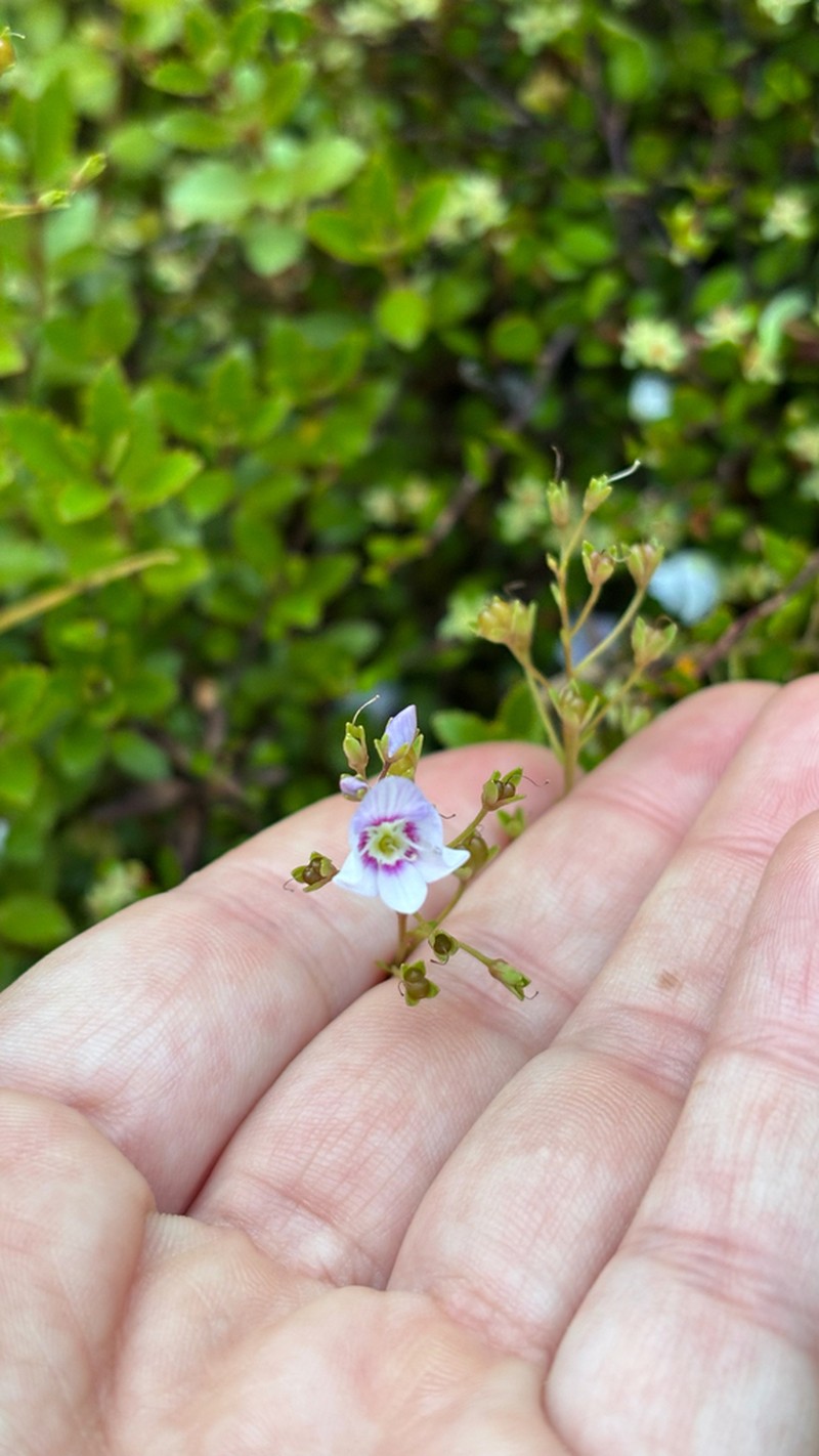Veronica catarractae photo 6