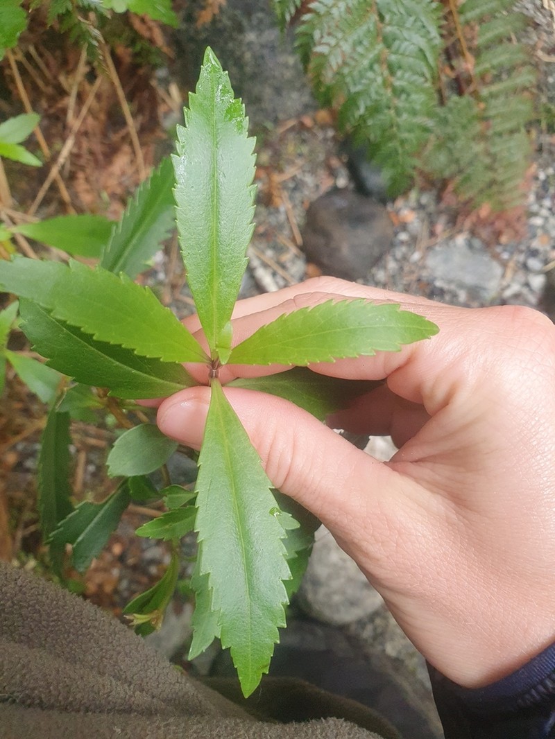 Veronica catarractae photo 7