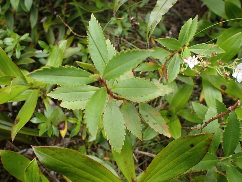 Veronica catarractae photo 8