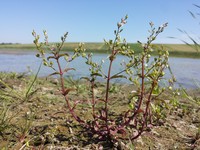 Veronica catenata