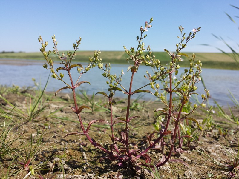 Veronica catenata