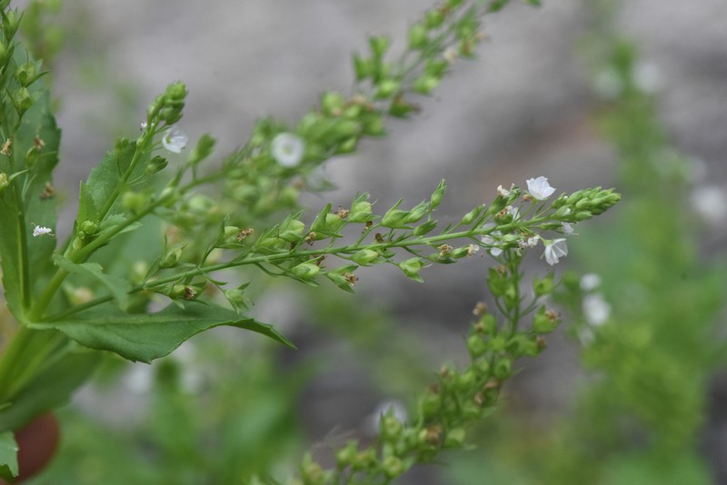 Veronica catenata photo 7