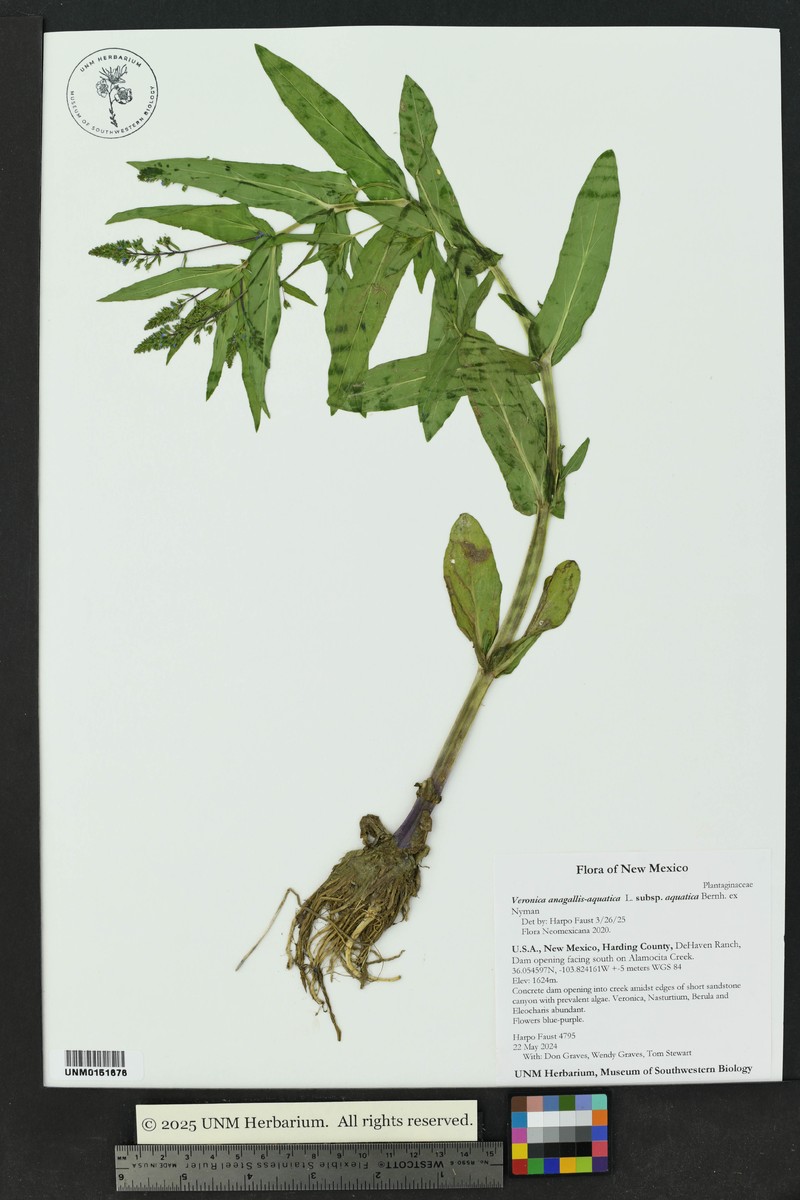 Veronica catenata subsp. catenata