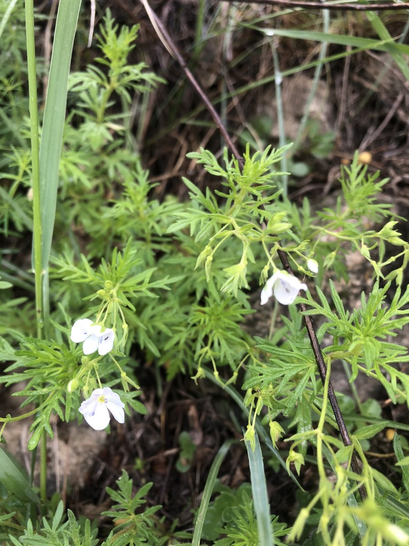 Veronica caucasica