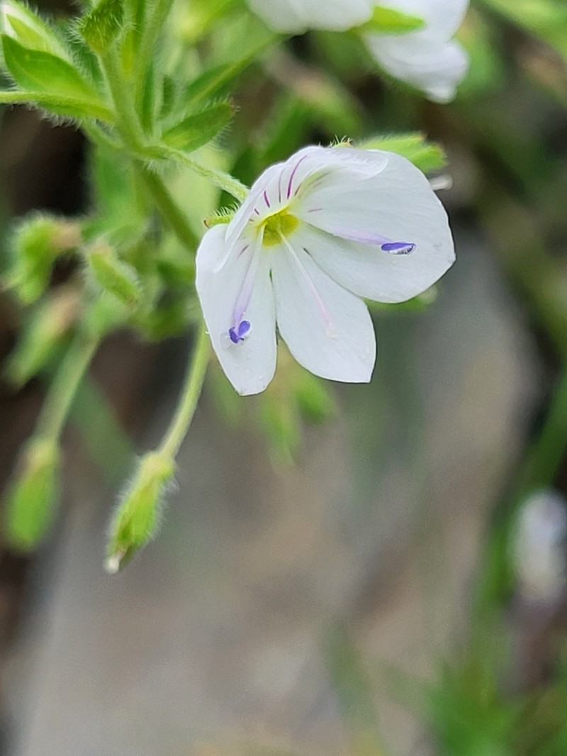 Veronica caucasica photo 2