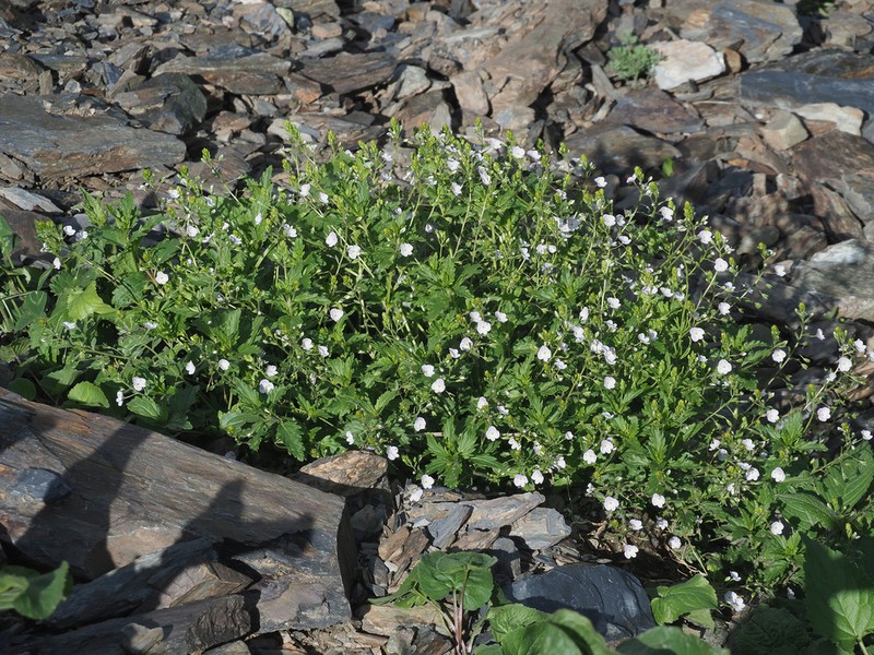 Veronica caucasica photo 3