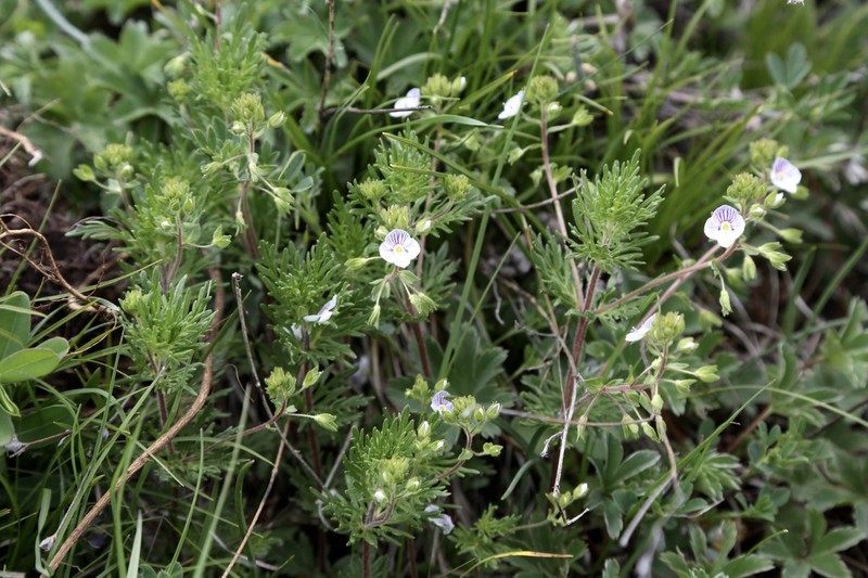 Veronica caucasica photo 4