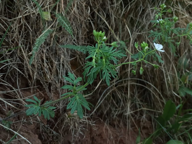 Veronica caucasica photo 5