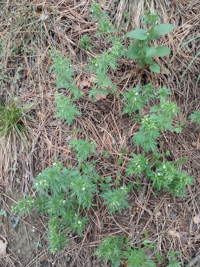 Veronica caucasica photo 6