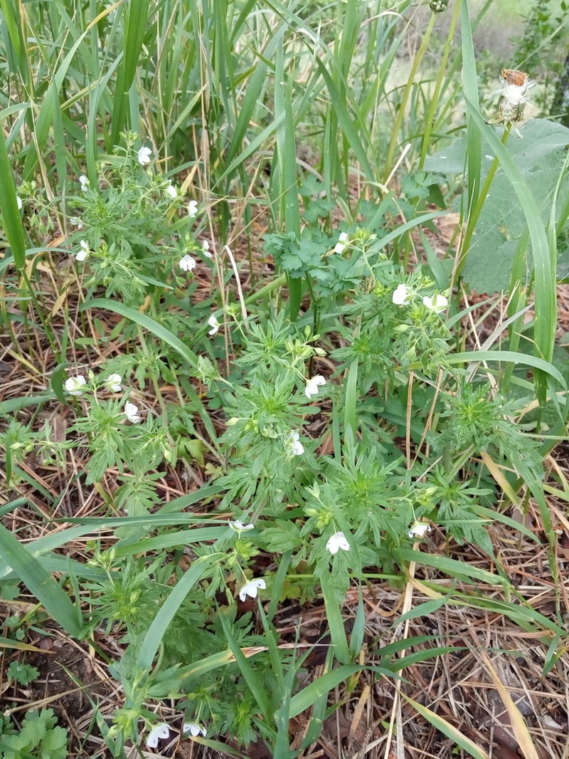 Veronica caucasica photo 7