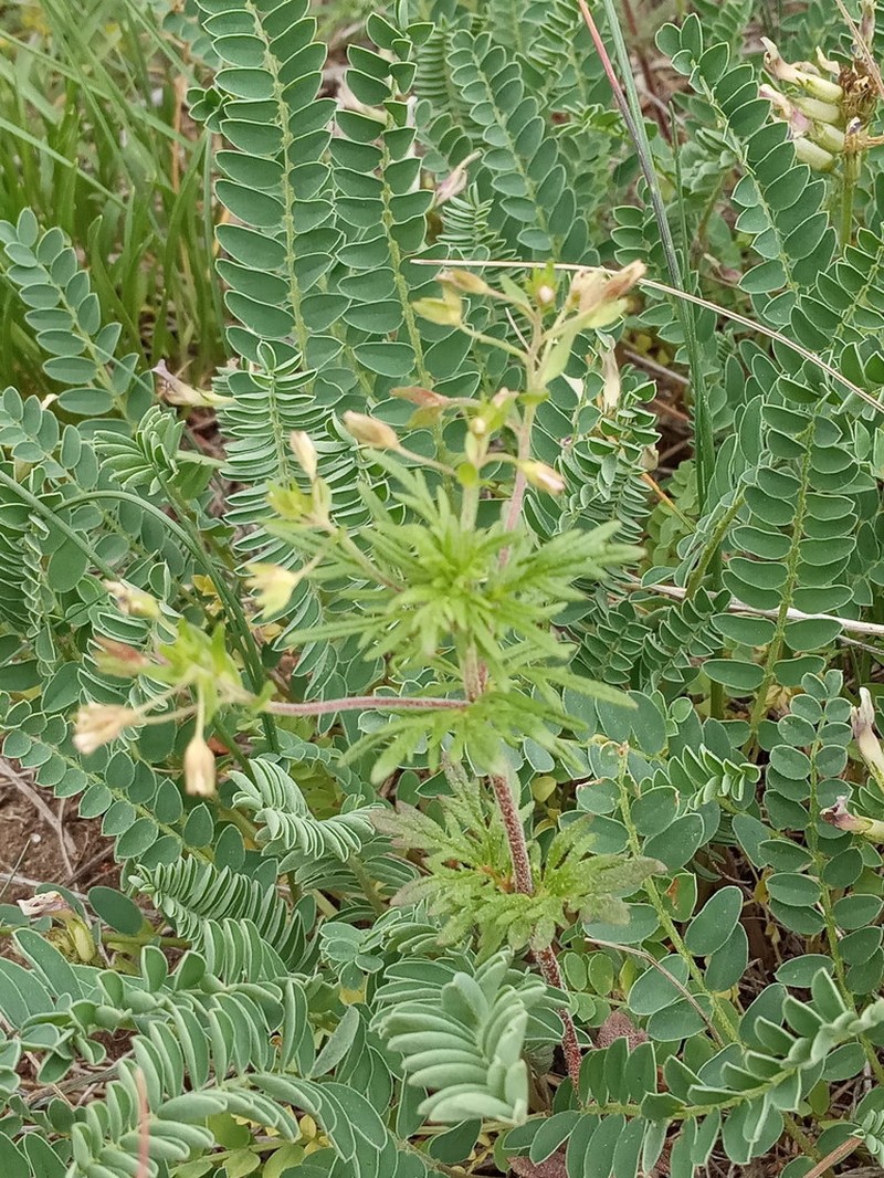 Veronica caucasica photo 8
