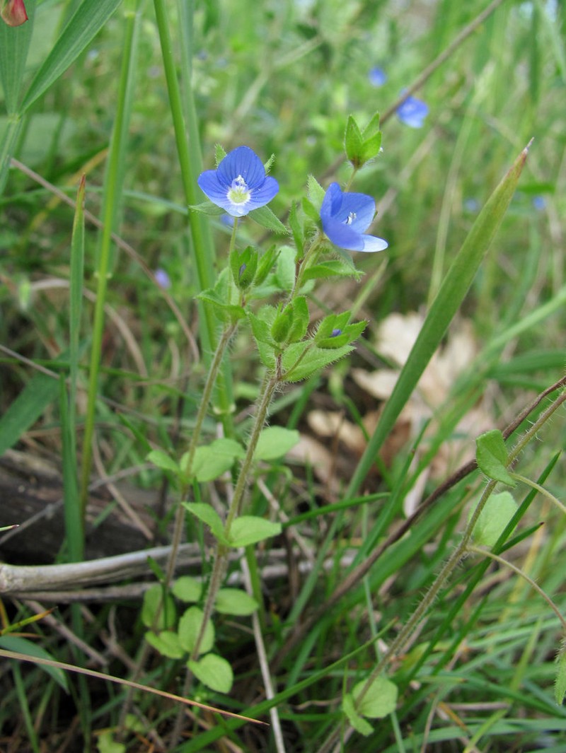 Veronica ceratocarpa photo 2