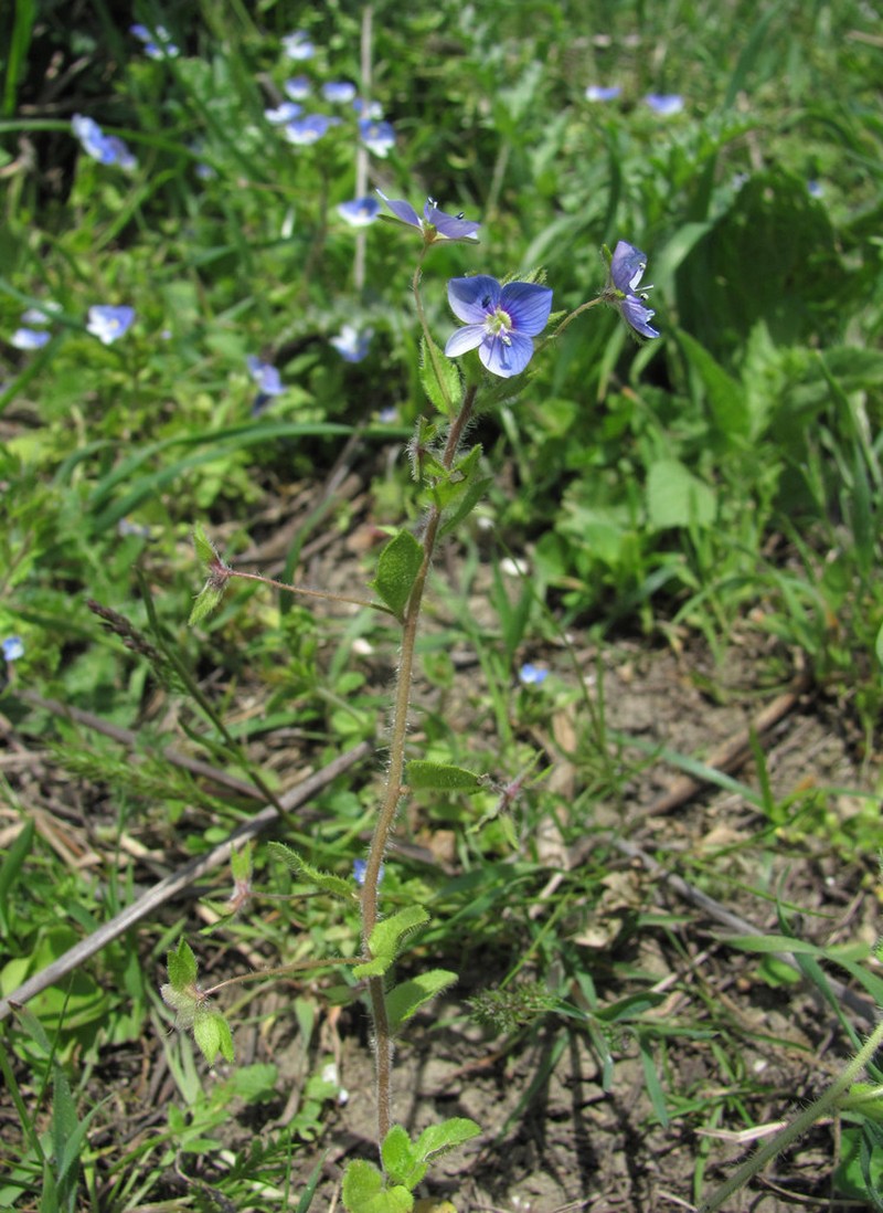 Veronica ceratocarpa photo 3