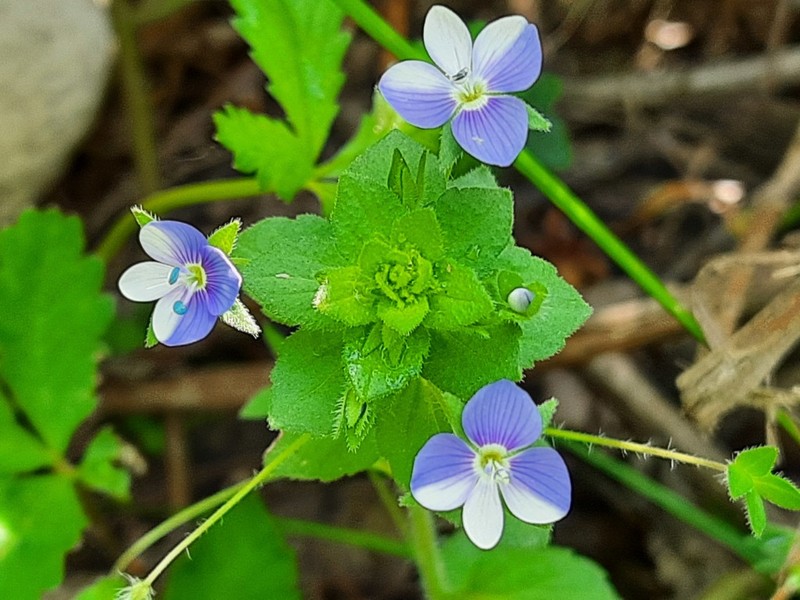 Veronica ceratocarpa photo 4