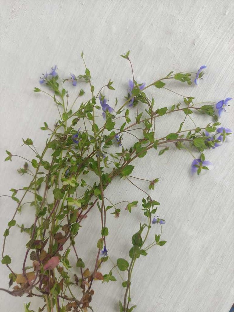 Veronica ceratocarpa photo 5