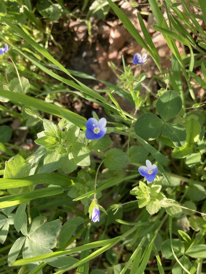 Veronica ceratocarpa photo 6