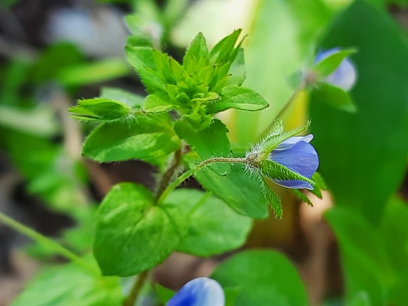Veronica ceratocarpa photo 7