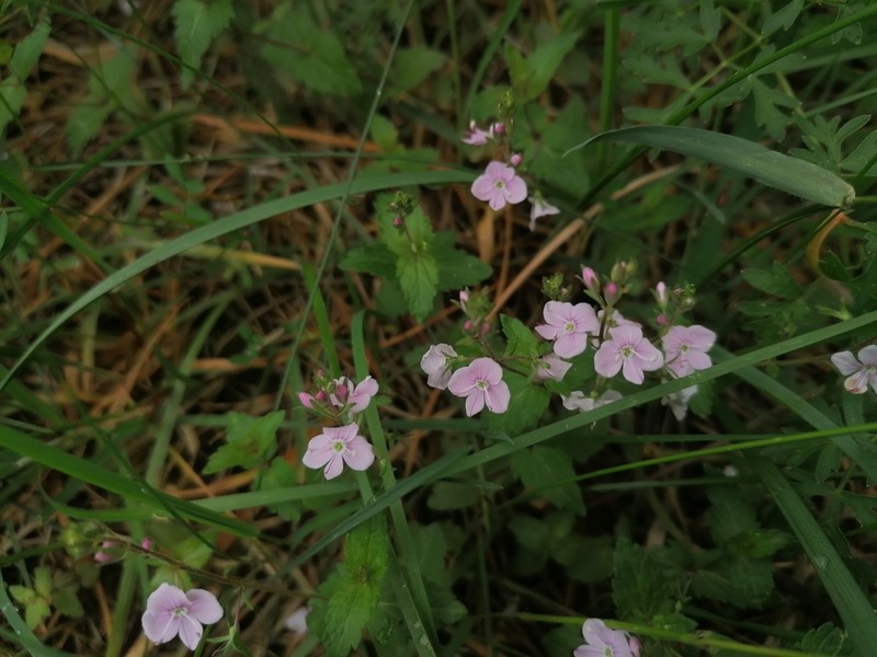 Germander Speedwell