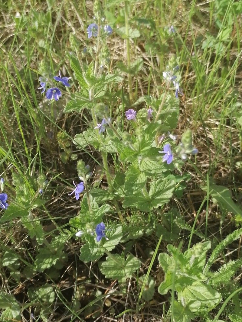 Germander Speedwell photo 2