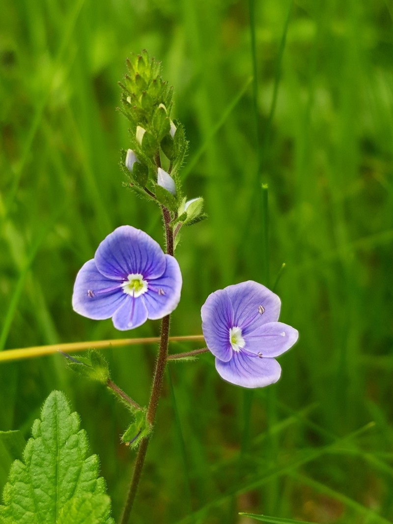 Germander Speedwell photo 3