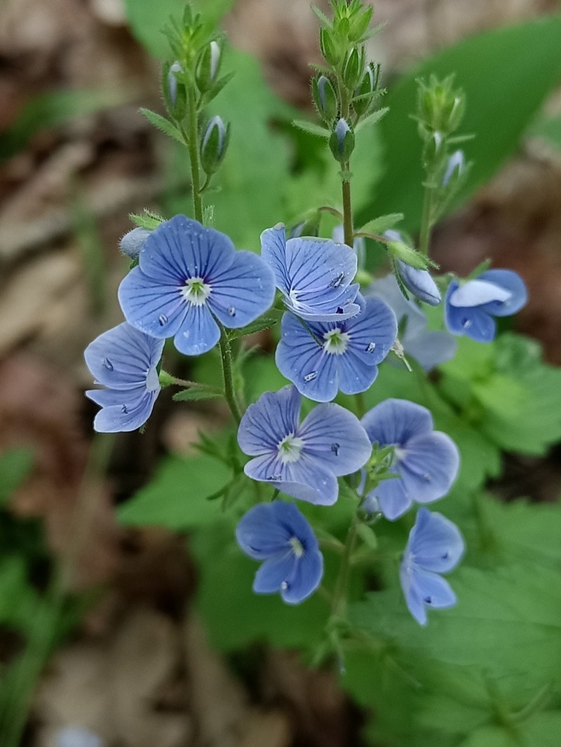 Germander Speedwell photo 4