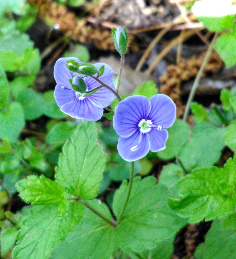 Germander Speedwell photo 5
