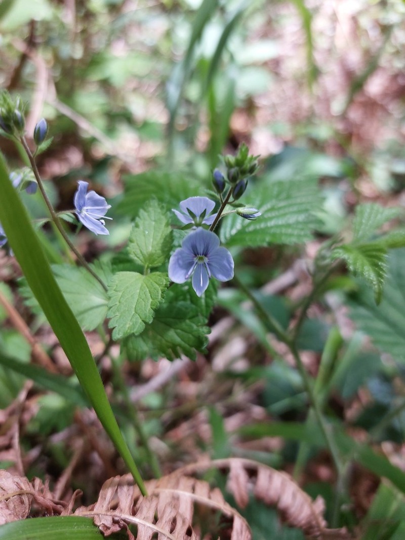 Germander Speedwell photo 6