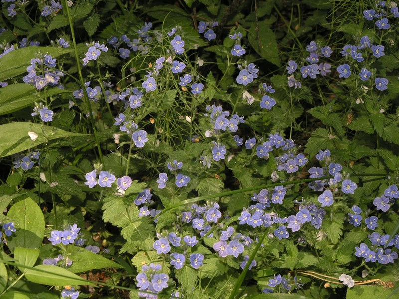 Germander Speedwell photo 7