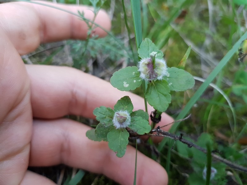 Germander Speedwell photo 8