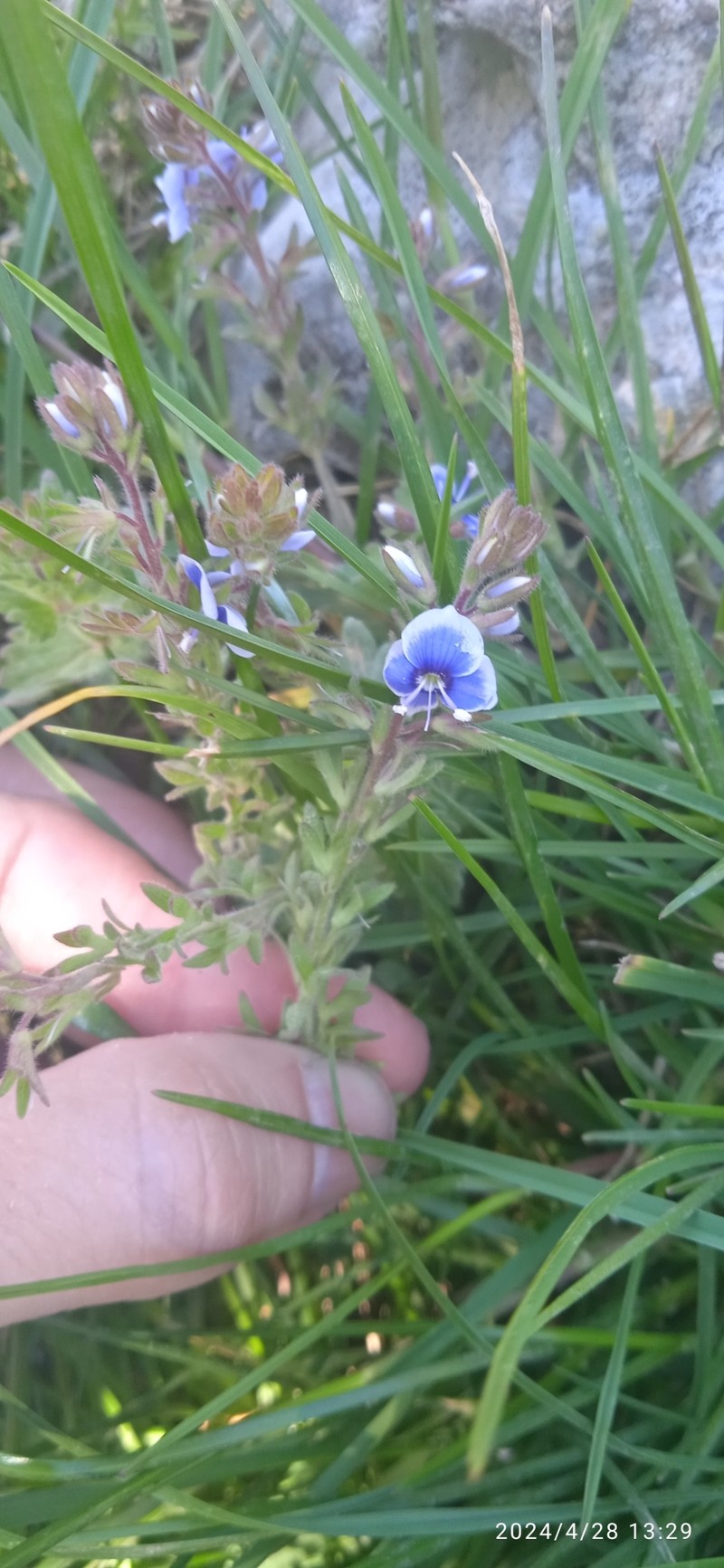 Veronica chamaedrys subsp. chamaedryoides photo 2