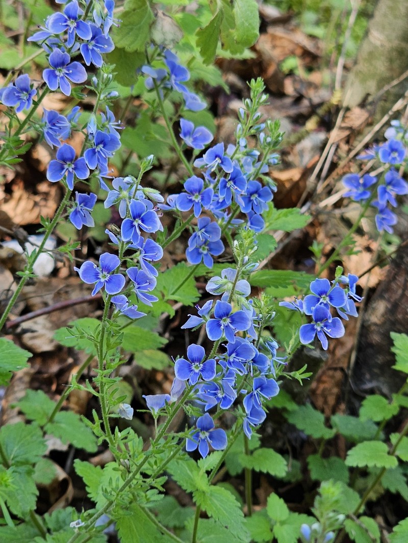 Veronica chamaedrys subsp. chamaedryoides photo 3