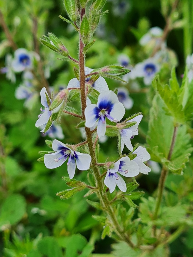 Veronica chamaedrys subsp. chamaedryoides