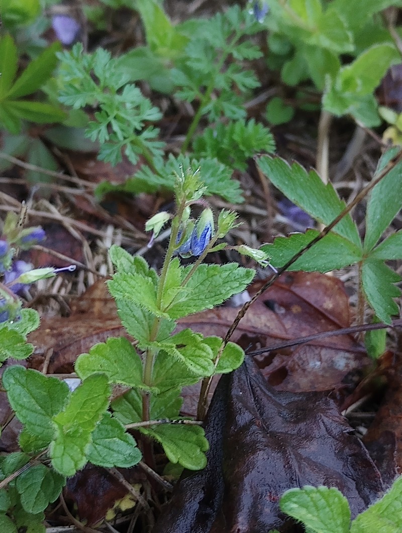 Veronica chamaedrys subsp. chamaedrys photo 2