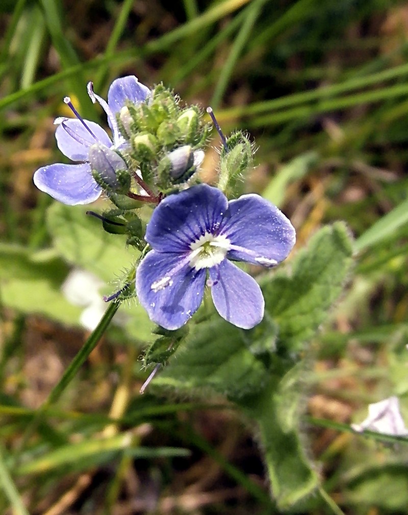 Veronica chamaedrys subsp. chamaedrys