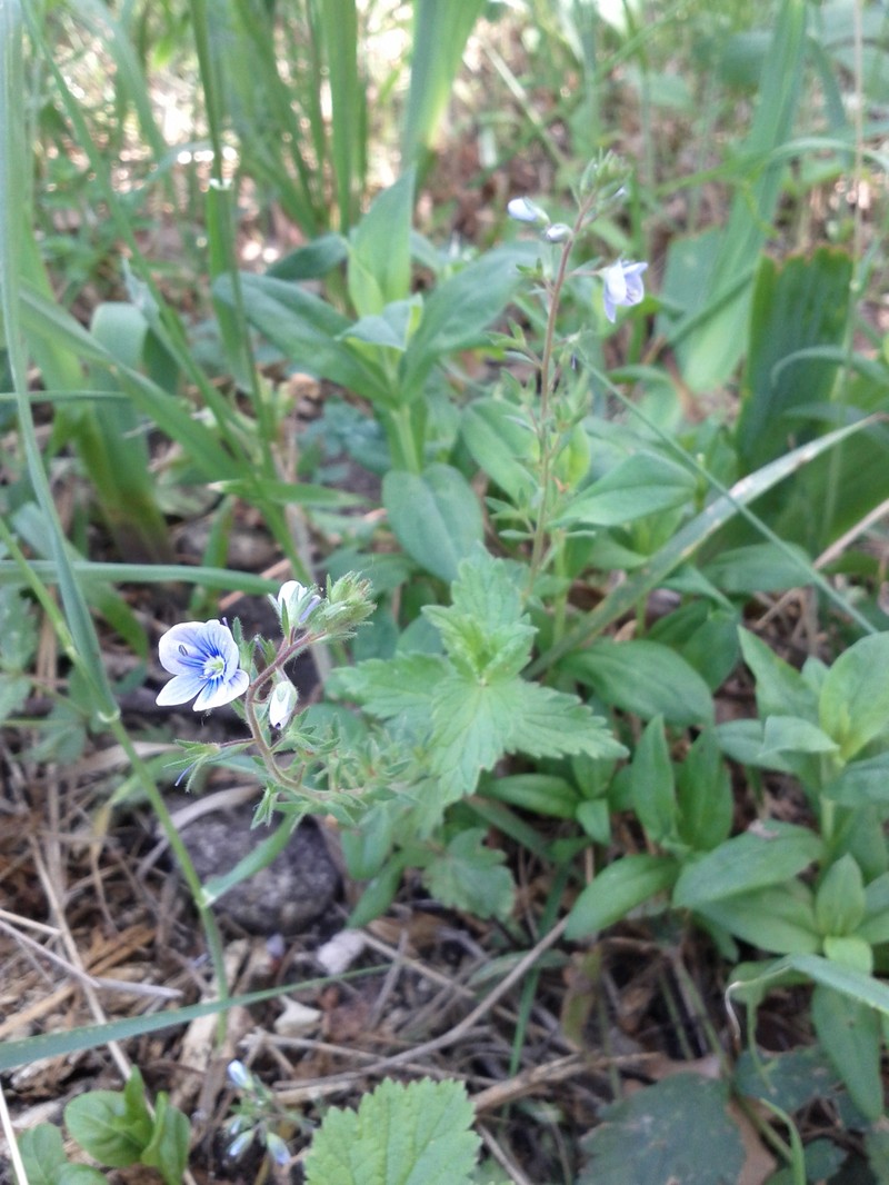 Veronica chamaedrys subsp. chamaedrys photo 3