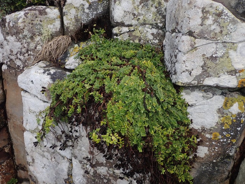 Veronica chathamica