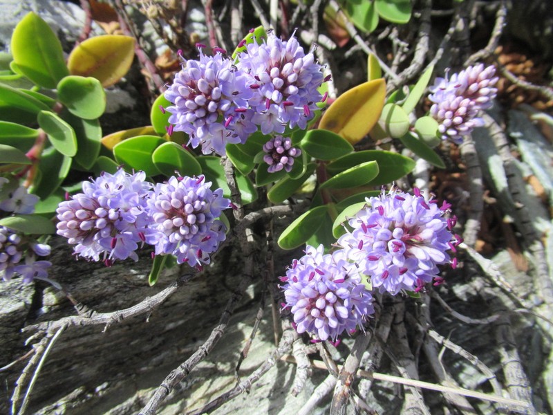 Veronica chathamica photo 2