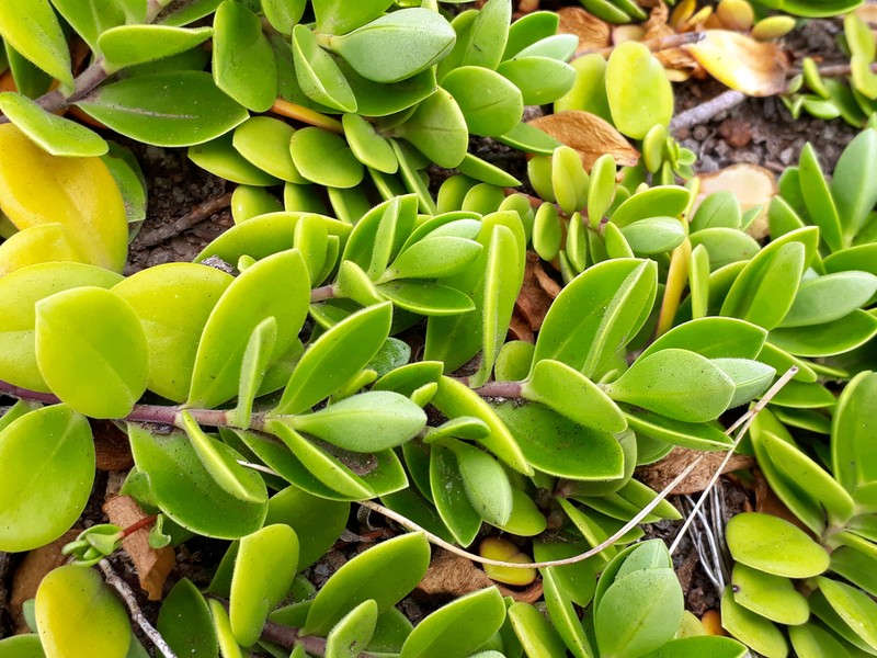 Veronica chathamica photo 3