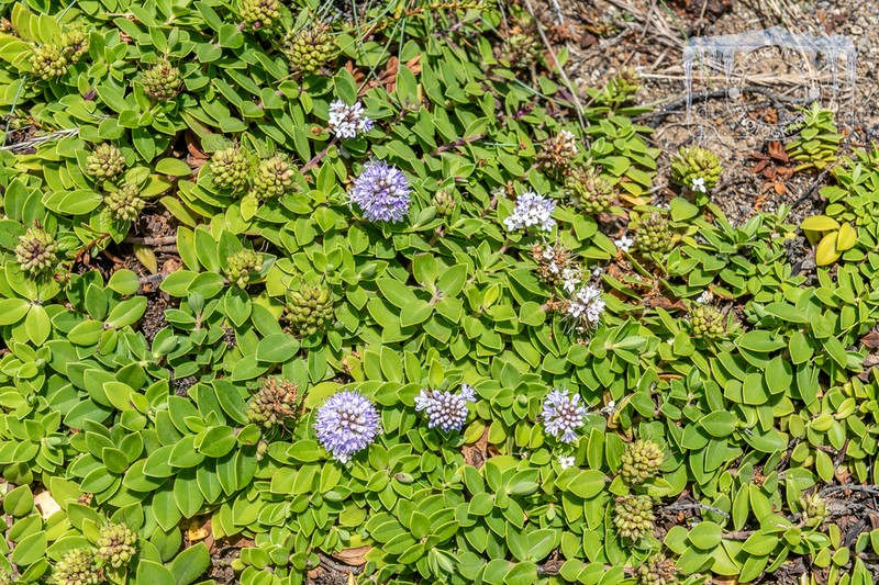 Veronica chathamica photo 4
